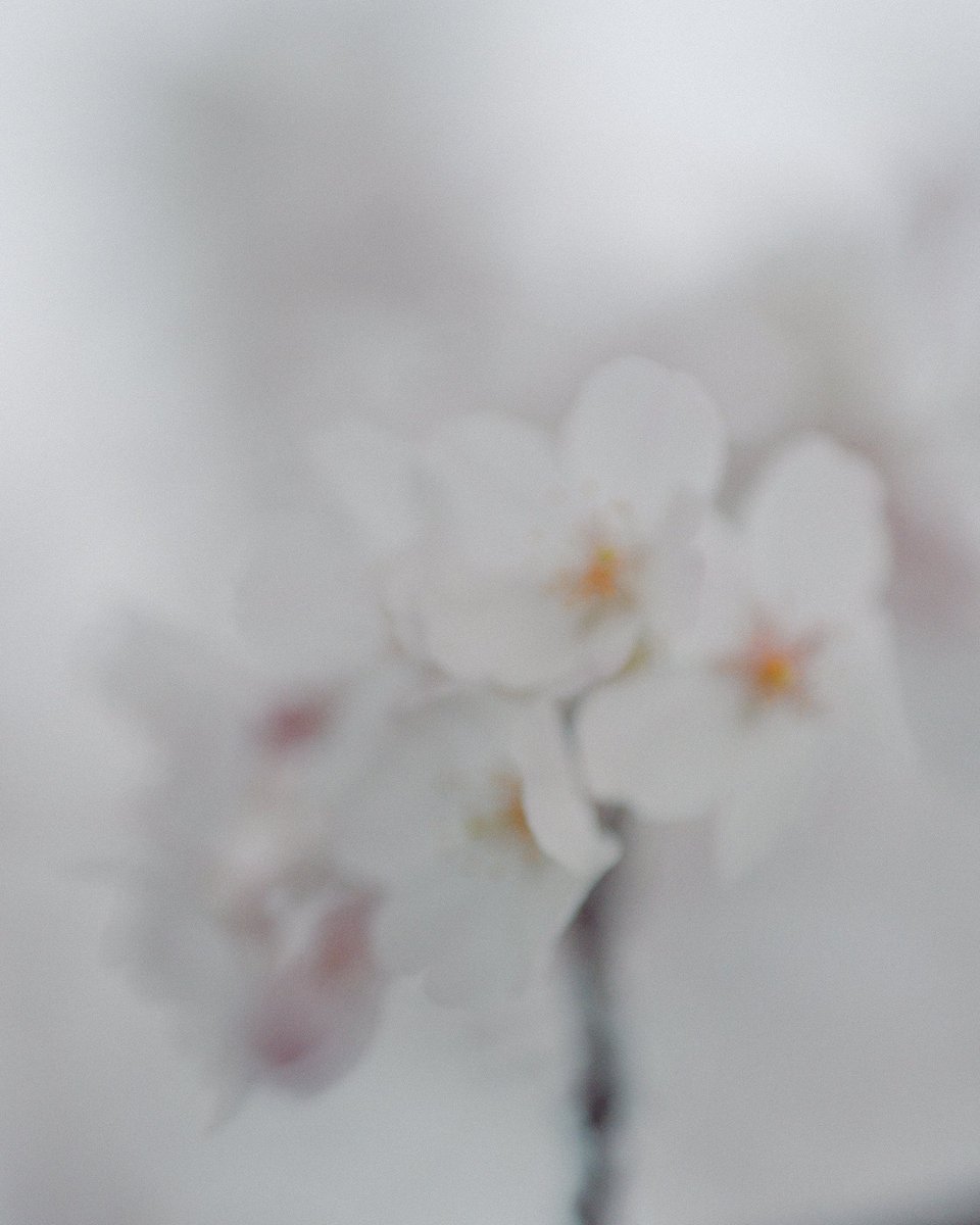ron_foto's tweet photo. 東京はもうほぼ残ってないですねぇ。

#gfx50s
#pentax67
#135mmf4macro https://t.co/yy0p5gCbgn
