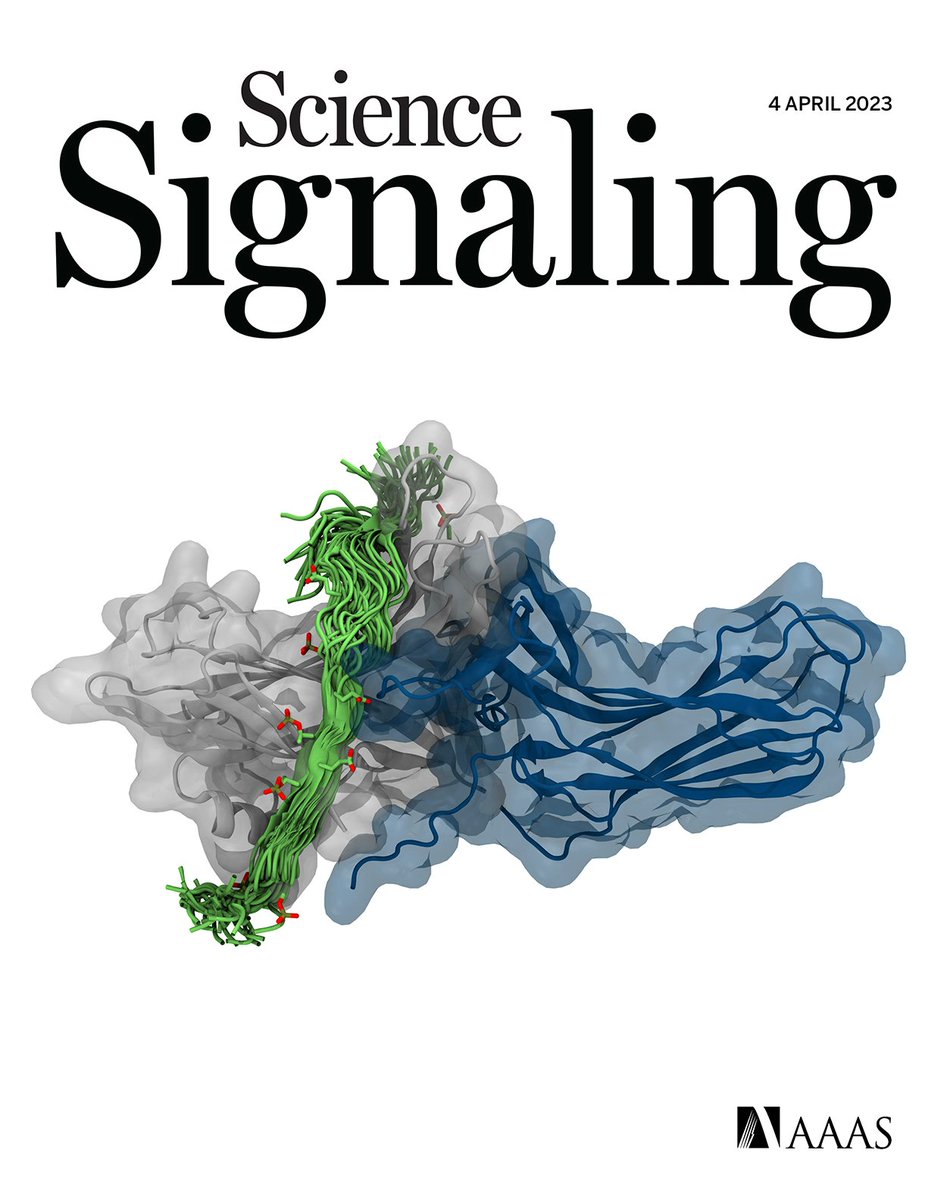 📰Publication announcement📰
This week in Science Signaling we show that #GPCR #GPR183 internalizes independently of #arrestin, but rather utilizes a mechanism involving #caveolin. Arrestins, though, are crucial for migration mediated through the receptor. science.org/doi/10.1126/sc…
