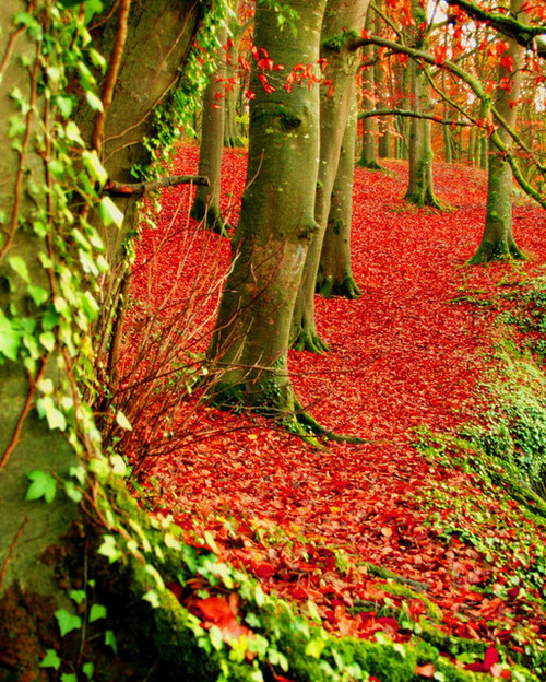 Red Forest, Dublin Ireland #RedForest #DublinIreland heatherwalt.com