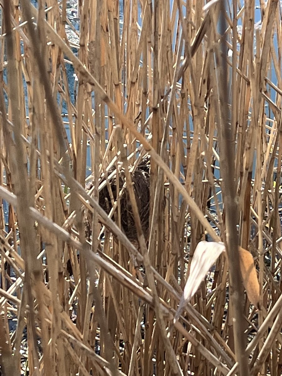 AW Coast & Country (@awcoastcountry) on Twitter photo The Biodiversity Team had a great site visit at Tetney Blow Wells SSSI. Looking at the management of the site (we found a Harvest Mouse nest!!), discussion about our 50 year partnership & how this can be strengthened.
<a href="/AnglianWater/">Anglian Water</a> <a href="/LincsWildlife/">Lincs Wildlife Trust</a> <a href="/WildlifeTrusts/">The Wildlife Trusts</a> The Biodiversity Team had a great site visit at Tetney Blow Wells SSSI. Looking at the management of the site (we found a Harvest Mouse nest!!), discussion about our 50 year partnership & how this can be strengthened.
<a href="/AnglianWater/">Anglian Water</a> <a href="/LincsWildlife/">Lincs Wildlife Trust</a> <a href="/WildlifeTrusts/">The Wildlife Trusts</a>