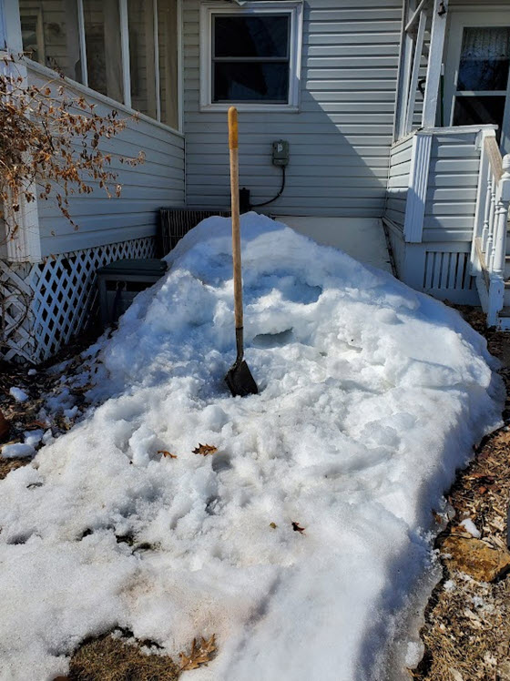 Assessing wildlife damage after digging out of snowpack. What rabbits and voles have done to your shrubs, how to tell the difference and what you can do, if anything. 
gardenbite.com/assessing-wild…