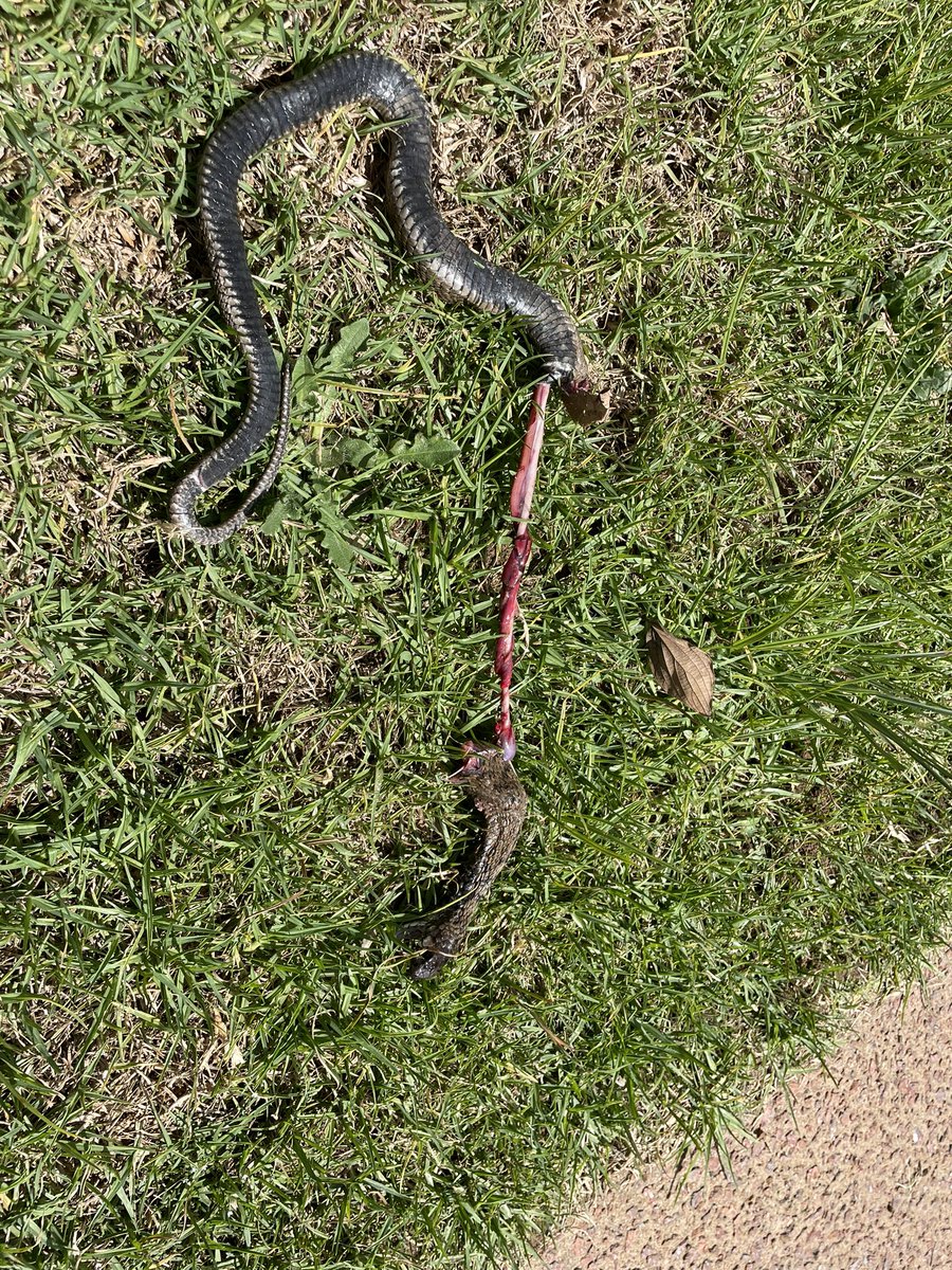 Table_shaker on Twitter "😭 Jonsnow keeps killing snakes and they keep