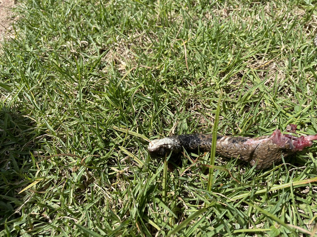 Table_shaker on Twitter "😭 Jonsnow keeps killing snakes and they keep