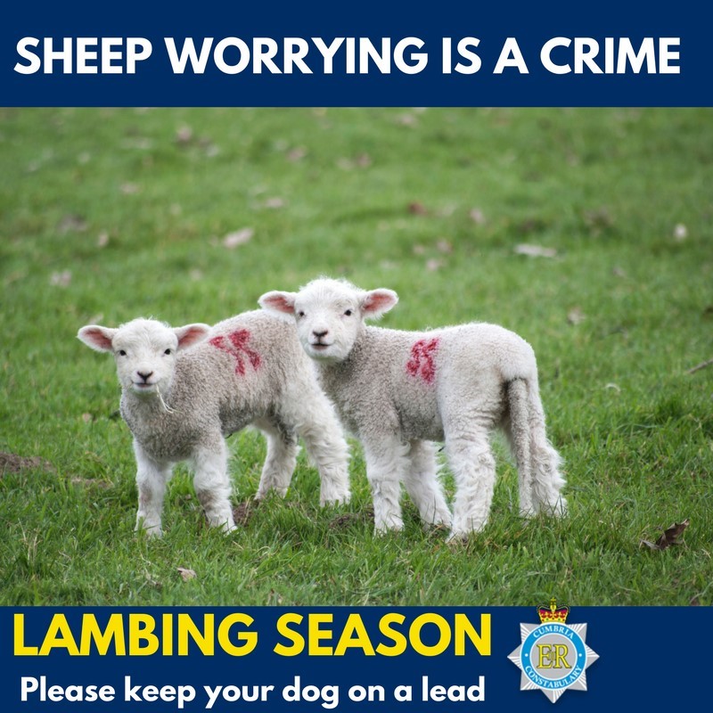 Sheep Worrying is an offence under the Dogs (Protection of Livestock) Act 1953.
The stress alone of being chased by a dog can kill livestock, please keep your dog on a lead.
Help us stop livestock worrying, keep your dog on their lead near livestock.