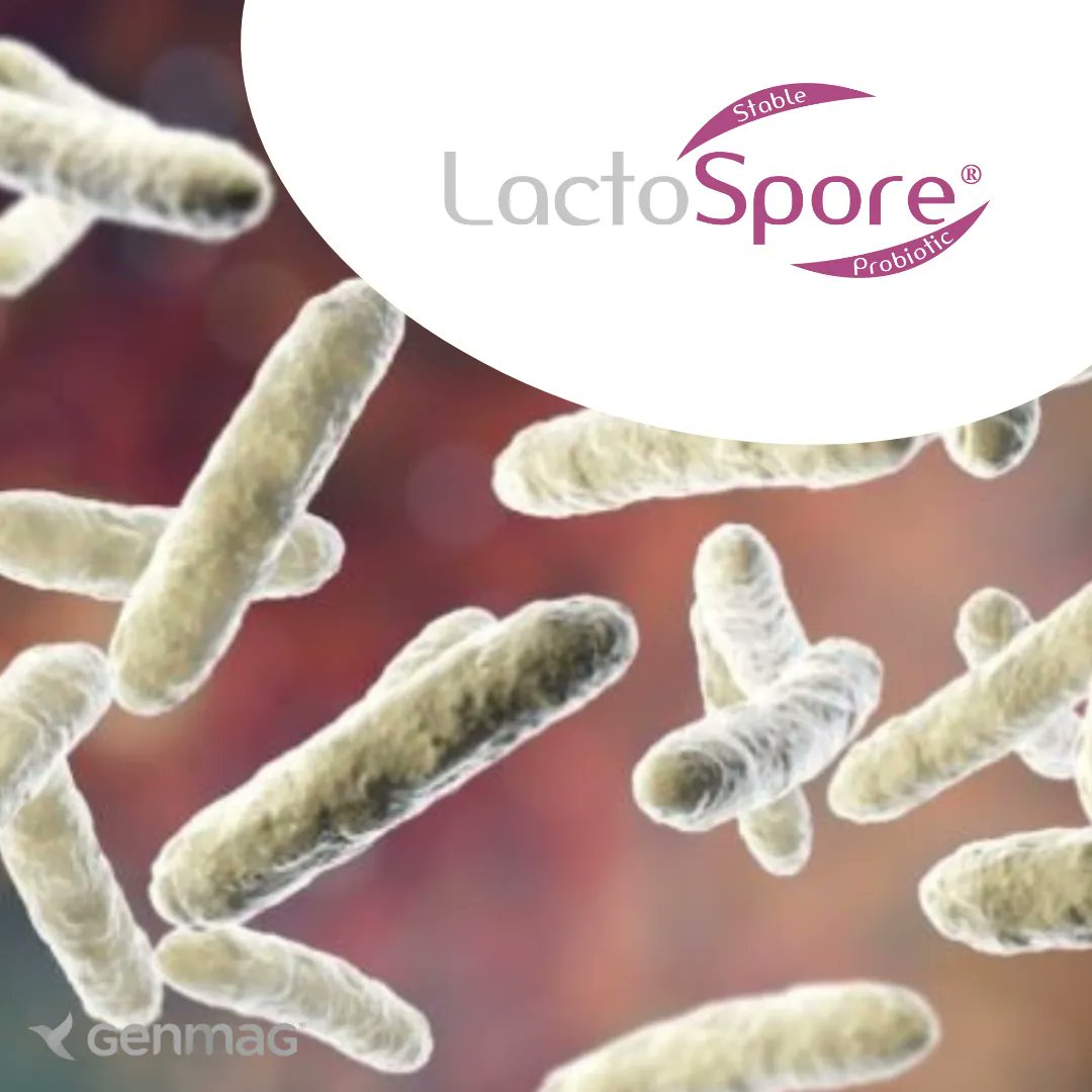 genmagofficial's tweet image. Give your gut health a boost with LactoSpore®, a clinically validated probiotic preparation containing beneficial live bacteria from Bacillus coagulans. Try LactoSpore® for a healthier gut and a healthier you! #LactoSpore #Probiotics #GutHealth #Microbiome #DigestiveHealth