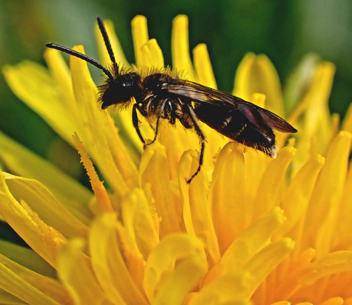 #Bees ❤️  #dandelions #NationalDandelionDay