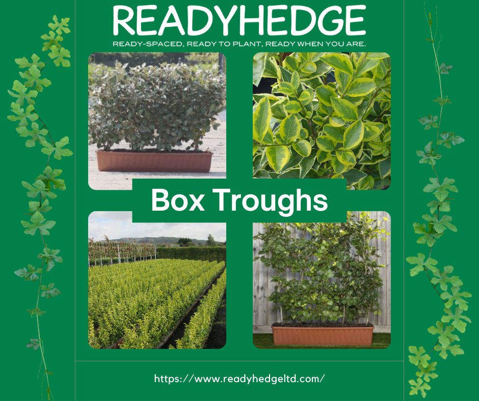 Readyhedge's tweet image. Transform your garden or landscape with Readyhedge's box trough range! 🌿🌳 Choose from over 35 varieties of high-quality instant hedging in one-meter troughs. Visit our website and place your order today! 💻🌱 #Readyhedge #boxtroughs #instanthedging #gardening #landscaping