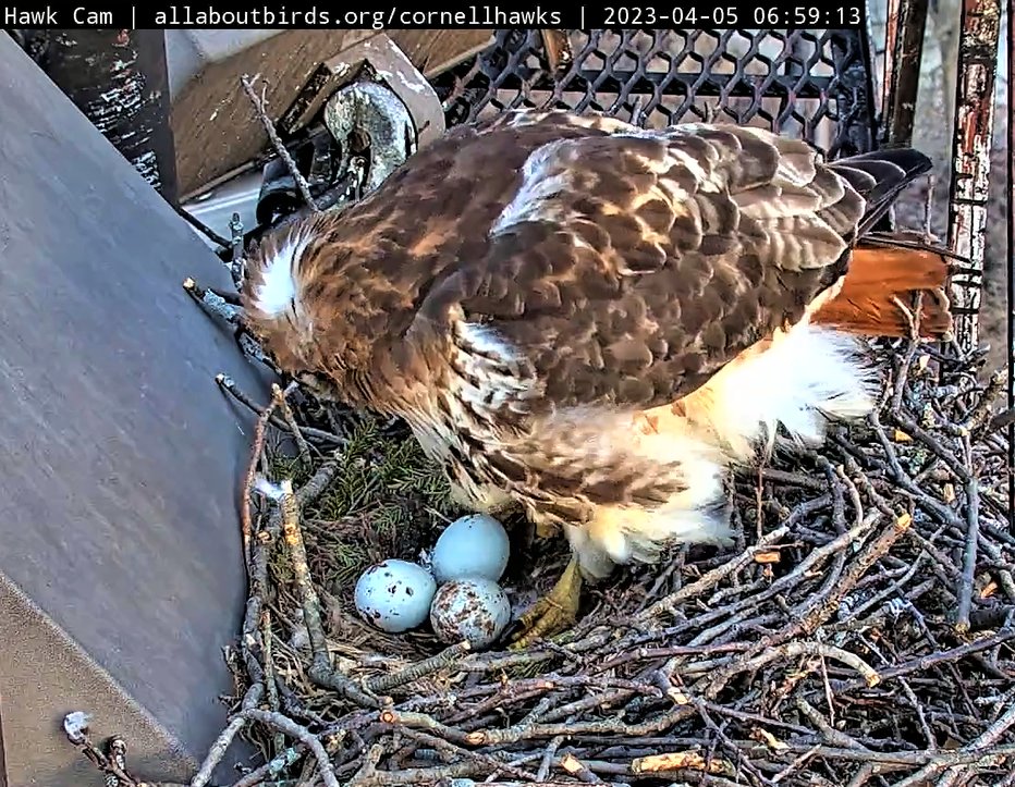 CornellHawks's tweet photo. 4/5   Morning Report

BR stands to change positions providing CornellHawks Land Viewers a great look at the Eggs!

Egg 3 (Top)
Egg 2 (Left)
Egg 1 (Bottom) https://t.co/TH1XtvMD85
