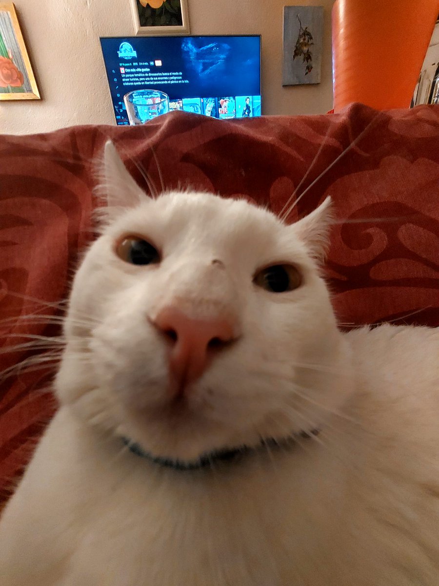 joanaadiiaz's tweet photo. Hoy han envenenado al gatito de mi hermana. Era un gato súper bueno que solía irse a pasear por el barrio con el gato del vecino. Espero que el gilipollas que lo haya hecho se muera pronto y sufriendo el triple que el pobre gato. https://t.co/UchK1ZFCON