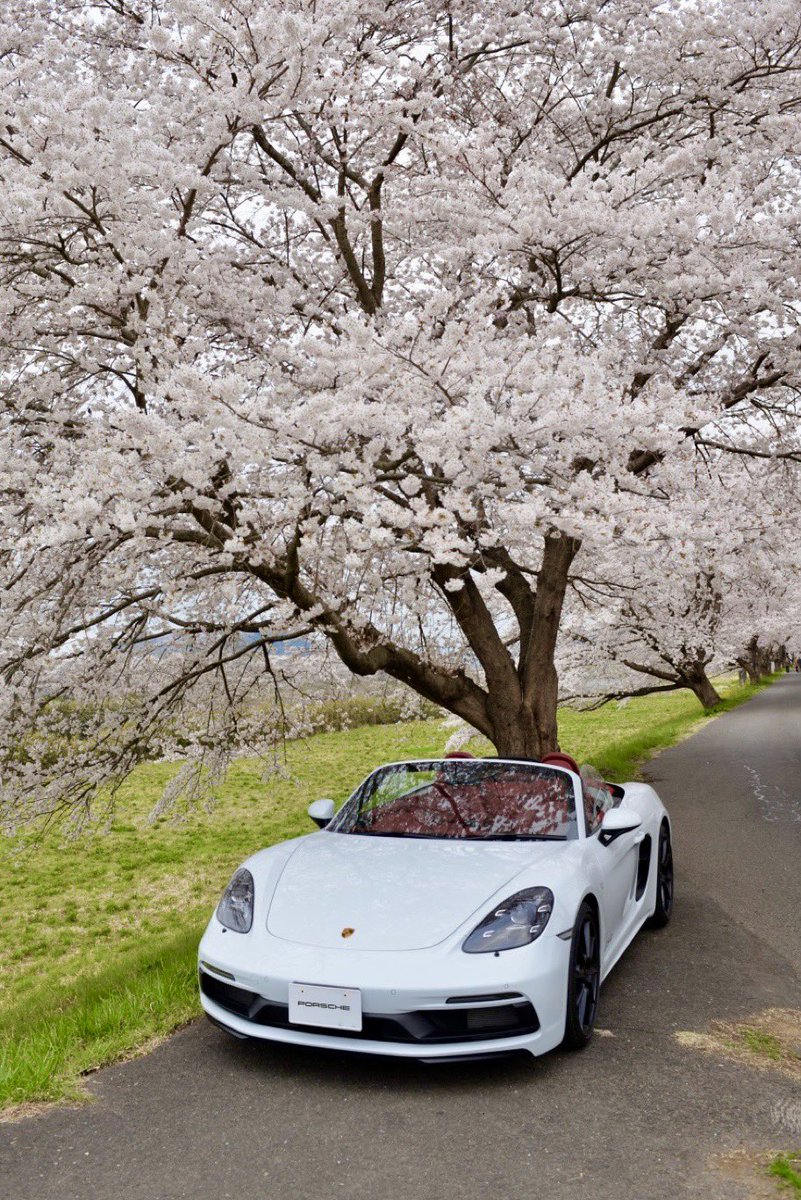 rock_musai's tweet photo. 桜満開の季節に #オープンカーの日 って最高ですね🌸🌸

 #718boxsterGTS 4.0 #porsche https://t.co/HrOiEufFDQ
