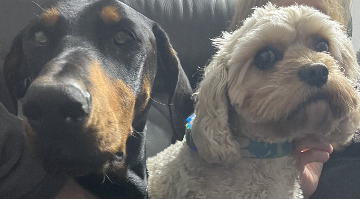 FancyDressBash's tweet image. Now my sons are all grown up I can’t show pictures of them anymore without being an embarrassing mum so here’s my other kiddies 🤣🤣 #Dobermann #Cavapoochon They don’t mind 🤣