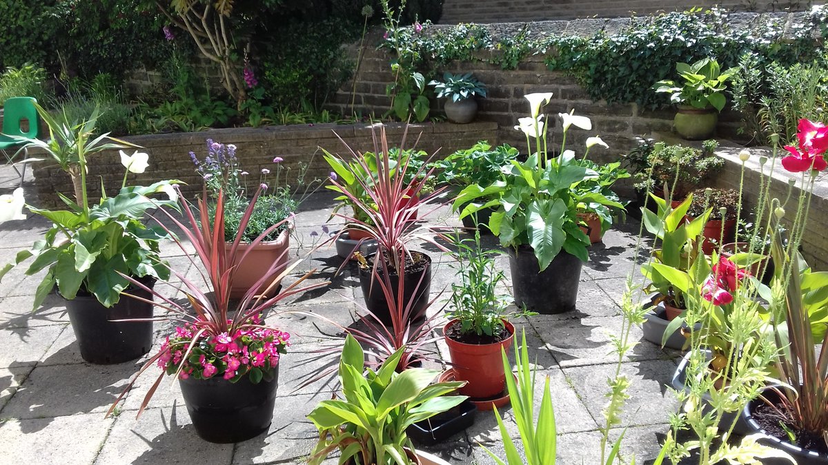 alisonbeach611's tweet image. Looking back on previous years at that other garden - these from 2019.  Everything changed in 2020 when the garden was closed for 20 weeks due to lockdown but 2019 went really well.  #LL2019