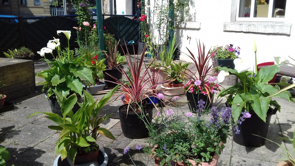 alisonbeach611's tweet image. Another few pics from 2019.  This was my third year here and it was coming together nicely.   #LL2019