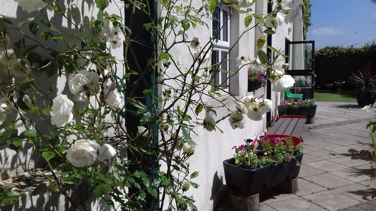 alisonbeach611's tweet image. Looking back on previous years at that other garden - these from 2019.  Everything changed in 2020 when the garden was closed for 20 weeks due to lockdown but 2019 went really well.  #LL2019