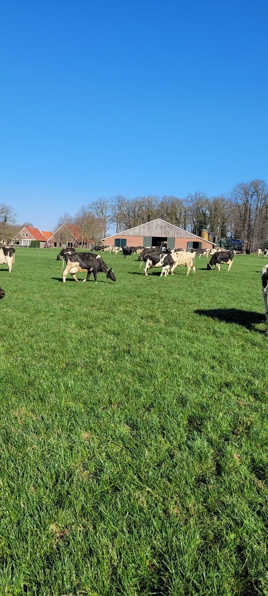 arie_mentink's tweet photo. Het moment van de voorjaarszon en de koeien weer naar buiten is elk jaar weer een geluksmoment.
#Blijeboer https://t.co/DWVUYiA8fA