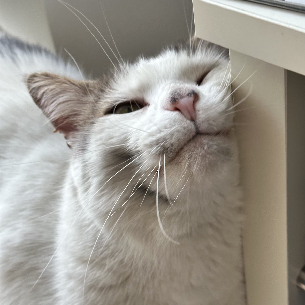 Emmet O'Neill tweet media