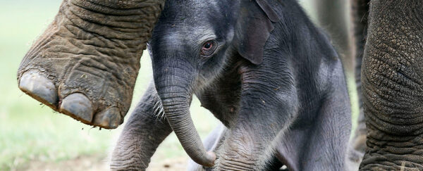bnschlz's tweet photo. Elephants may have been domesticated 🐘 by themselves https://t.co/Xo63J5XHqQ Like humans and bonobos, they have reduced aggression, are extra social, have long childhoods, like to play, and are highly vocal #BedtimeScience https://t.co/QaQX1kbIvR