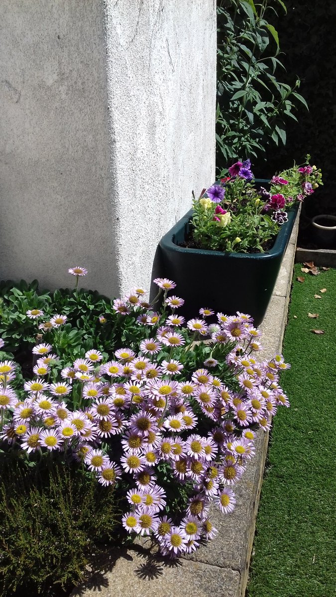 alisonbeach611's tweet image. Another few pics from 2019.  This was my third year here and it was coming together nicely.   #LL2019