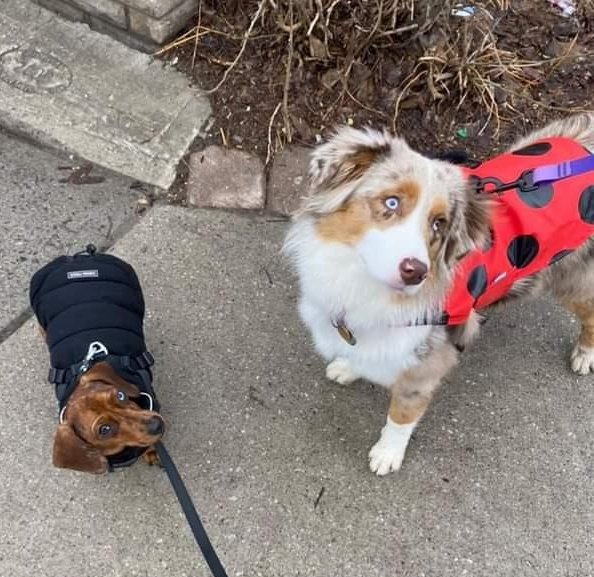 rothecoder's tweet image. Enjoy my little lady(bug), Butters, and her adorable friend, Bean! 🐞🫘