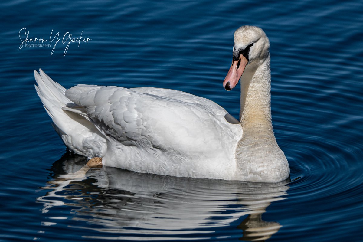 Swan
#wildlifeWednesday #wildlife #waterbirds #BirdsOfTwitter #birds #birdwatching #swan #Nikon #nikonphotography #nikoncreators #wildlifeonearth #animals #AnimalLovers #picoftheday #animals #ThePhotoHour #bird #swans #TwitterNatureCommunity #twitterbirds #HappyWednesday #pond