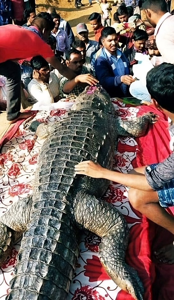 VertigoWarrior's tweet photo. An unforgettable bond!

In Jan 2019, over 500 people gathered together for the funeral of a 130 year old crocodile "Gangaram" whom they considered their own. Gangaram ate whatever the villagers served and never attacked anyone. No stoves were lit on the day he passed away. https://t.co/3ZFYUmsUon