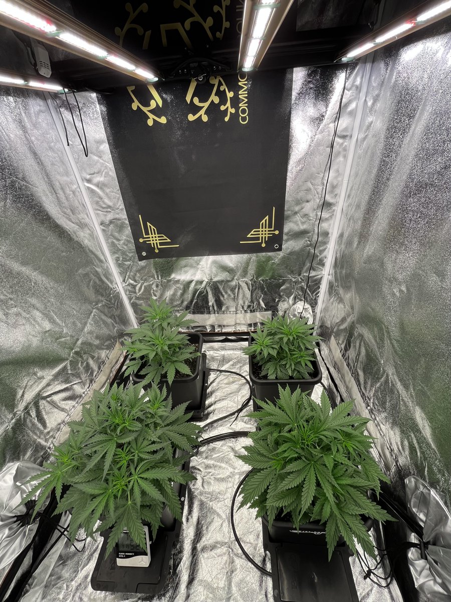 PushnPhosphorus's tweet photo. Day 23 

Lights: @GrowersChoice_ #ROIE420

Pots: 3.9G @autopotusa
(pushnautopots) = 10% off    

Medium: @coastofmaineorg + 10% perlite added.

@walipini
(Pushnp) = 25% off

@Speedrunseeds

#growerschoicelighting #Autopots #Autopot #GrowersChoiceLEDs #ROIE #Cannabis #Marijuana #CannabisGrowers #Commonground #Mmemberville