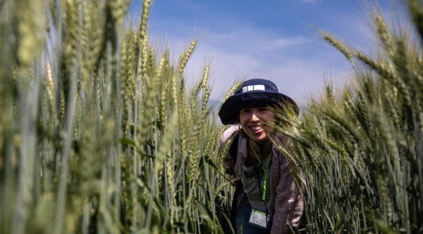 NEWS - Wheat researcher receives major award in Mexico Marina Millan-Blanquez @BlanquezMarina, a 4th year PhD student in @CristobalUauy group, has received international recognition from @globalrust for her innovative and dedicated research jic.ac.uk/news/an-opport…