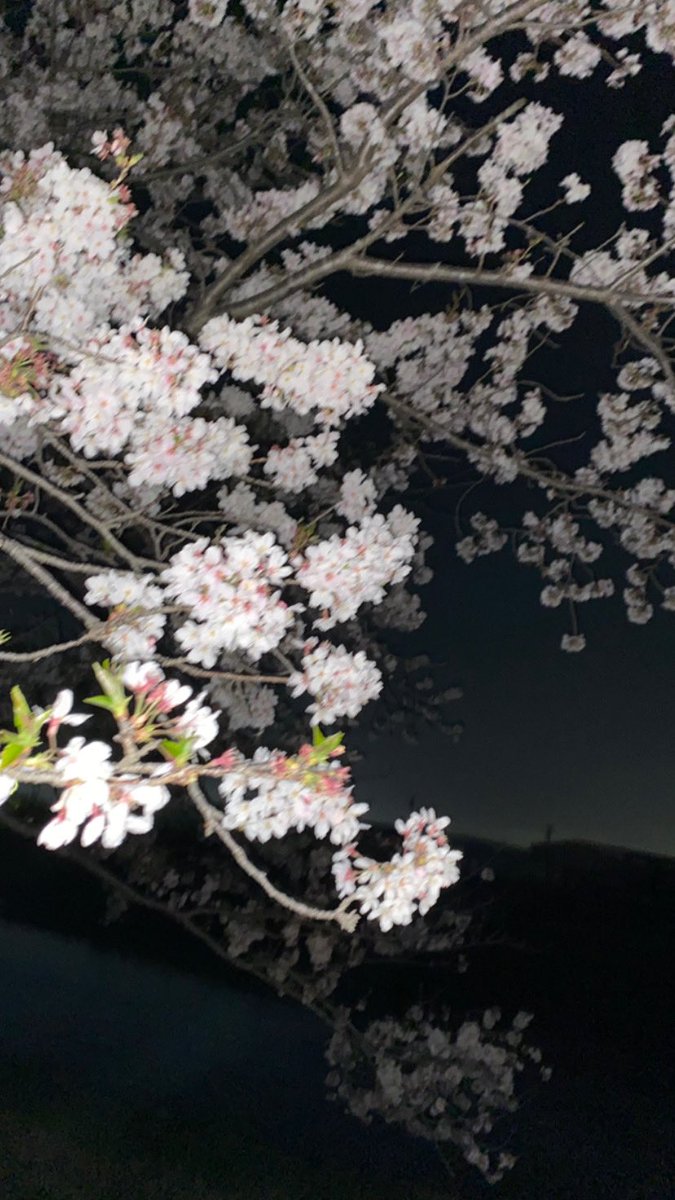 til_usagi's tweet image. 夜桜からのラブホテル楽しかったかい？

 #ThisisLAST
 #殺文句