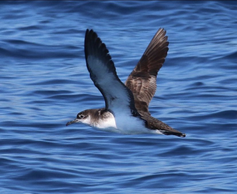 NiamhEsmonde's tweet photo. (1/6) Hi #BOU2023! I am presenting my research on how wind conditions 💨 across the Atlantic Ocean 🌊 impact the migration timing of Manx shearwaters 🐧 over 68 years in #BREAK3 with @QUADRATdtp @QUBbioscience @NeilReid81 @PaulCaplat and @CopelandBirdOb #phenology #ornithology https://t.co/ANS1oho4t9