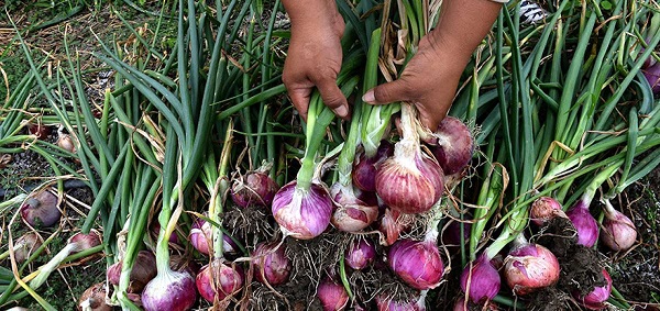 informaterd24_7's tweet photo. San Juan de la Maguana. – Obispo Montero secretario general del Partido Generación de Servidores, GenS, denuncia que debido a la sequía 1,600 productores de cebolla de Vallejuelo han pedido millones de pesos en los últimos cuatro meses ante falta de

https://t.co/kpcKU17Bjh https://t.co/nitbguOxD7