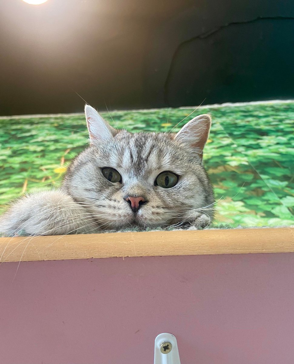 Catpawcino's tweet photo. That is one cheeky little face! What's she up to we wonder.
#catcafe #britishshorthair #plottingcat https://t.co/z7vKCIJLOm