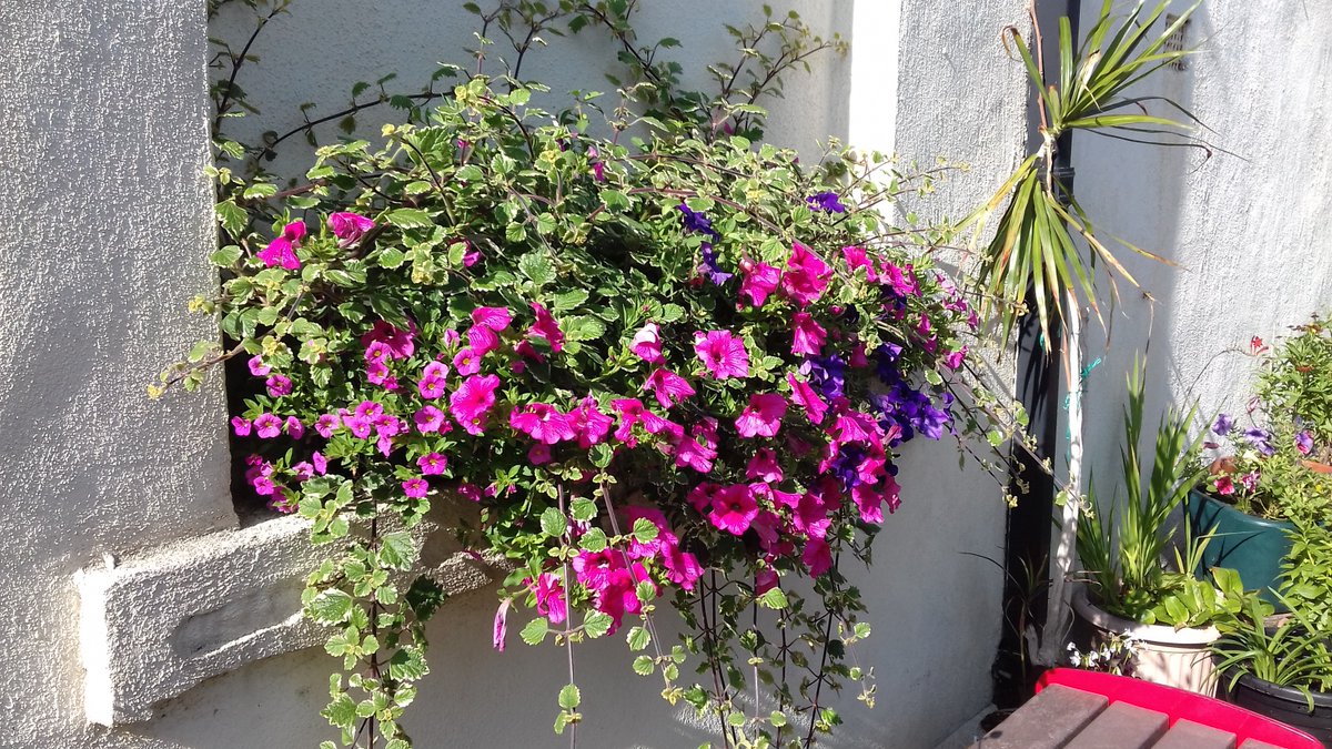 alisonbeach611's tweet image. Last few for today.  This was 2019, my third year here.   No-one knew in 2019 that Covid was coming and was to change our lives forever.  #LL2019