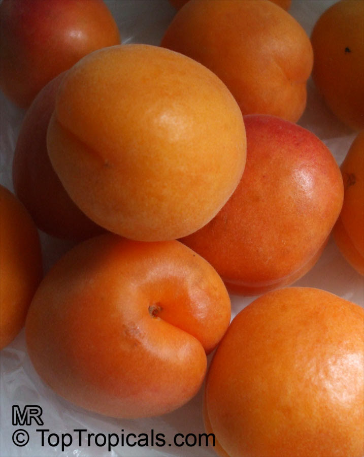 toptropicals's tweet photo. #Prunus armeniaca - Apricot Katy is a popular choice among homeowners due to its large size, rich flavor with a semi-sweet, low-acid taste. Ripen late May to early June. Chill requirement is 200-300 hours below 45F.
https://t.co/BY9bc6mEcb
#fruittrees
#lowchill
#WednesdayWisdom https://t.co/LHirfZEaBV