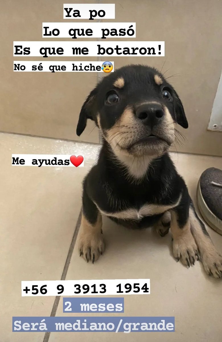 mariadanielayf's tweet photo. Por favor amigos este perrito fue abandonado en renca !!! Buscamos una buena familia para él solo gente responsable🙏‼️❤ https://t.co/ZyyTiSytxT