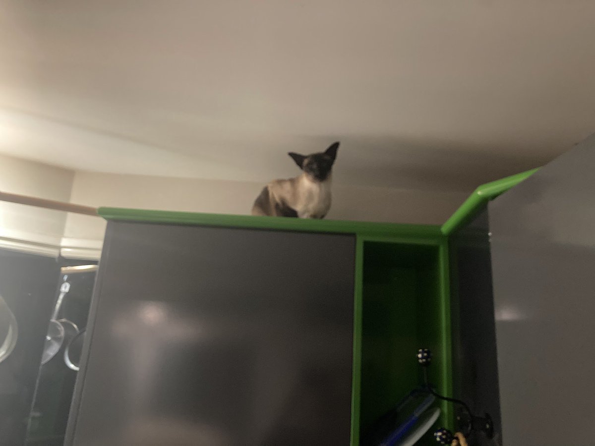 WigleyMinoux's tweet photo. #catsoftwitter #siamese #meezer #highaltitudecat https://t.co/DK2nrU3JPN