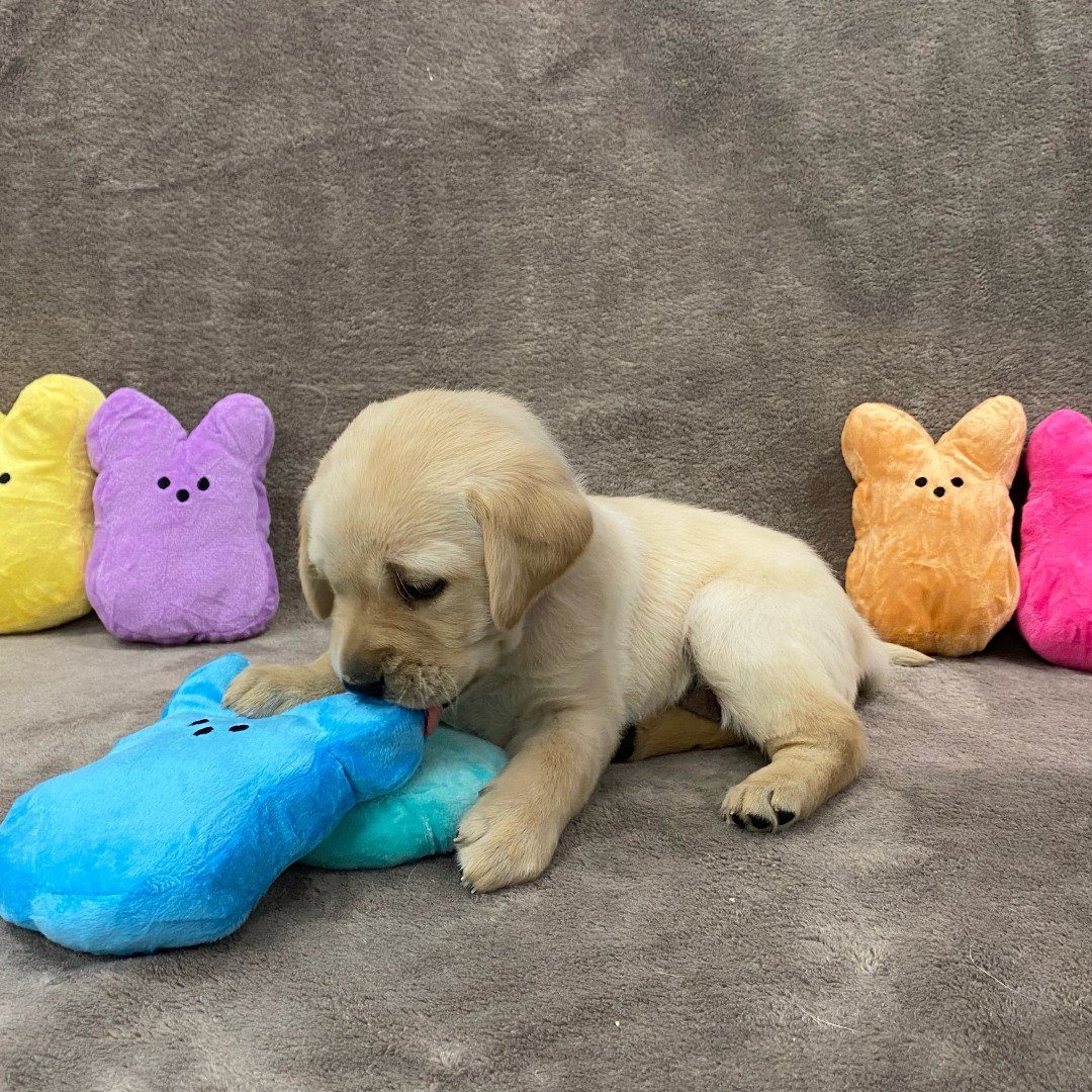 NEADSdogs's tweet photo. PEEPS and puppies - does it get much better? And since today is apparently PEEPS day, we just had to share. Simply irresistible! @PEEPSBrand #WorldClassServiceDogs https://t.co/qxai0NWe85