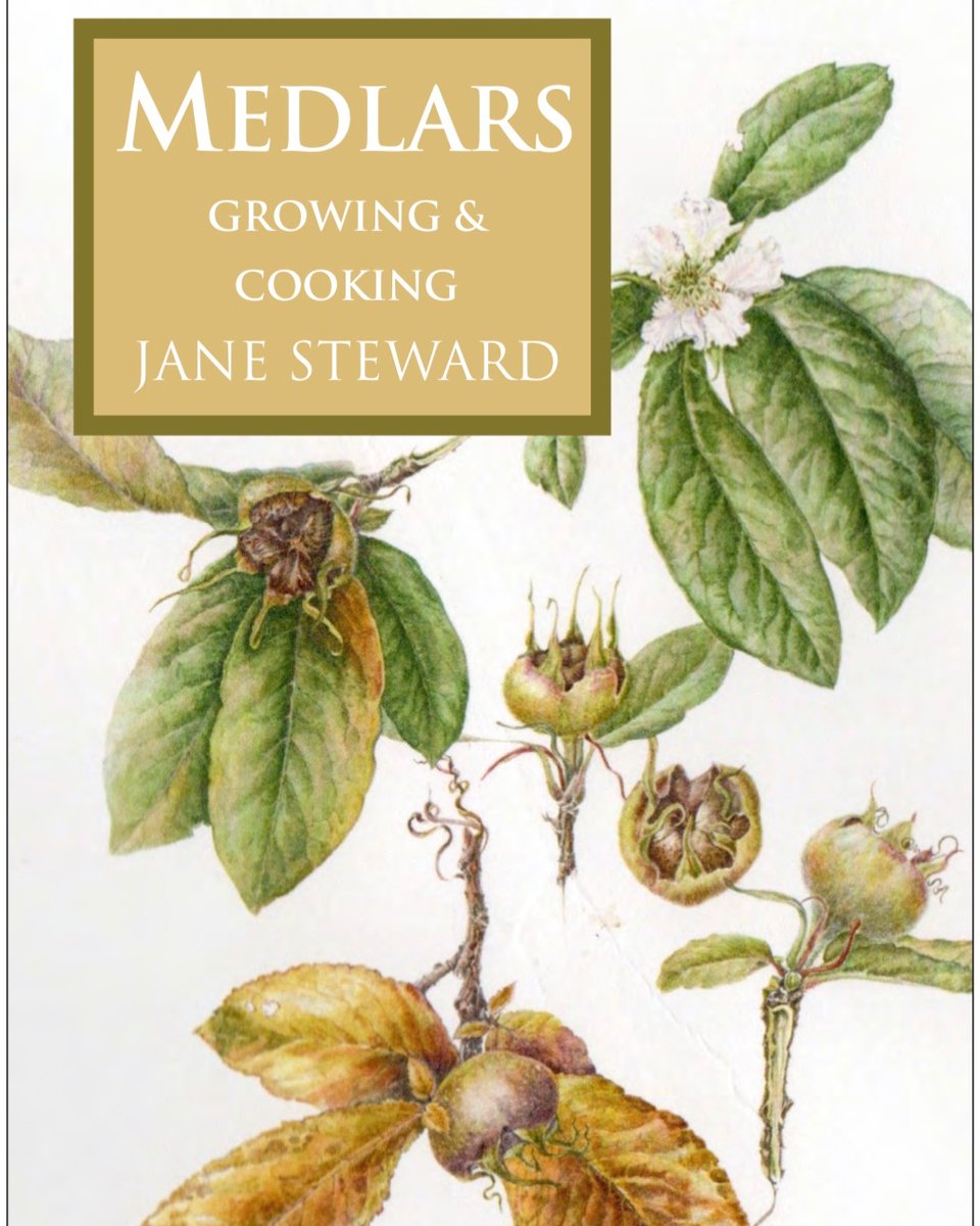 We are so excited about this new book from UK #medlar expert Jane Steward, out 20th April. Pre-order here so you can learn Jane's award-winning medlar jelly recipe: bit.ly/40sVVr0 @EastgateLarder @prospectbooks @slowfooduk @Plantheritage #heritagefruits #heritagetrees