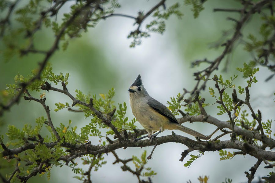 DebraMartz's tweet photo. Black-Crested Titmouse Little Beauty ©Debra Martz Found in central Texas & a tiny area of SW Oklahoma.
Available Here: https://t.co/pIBOzV2OKO
#songbird #birds #aves #avian #featheredFriends #photography #PhotographyIsArt #AYearForArt #BuyIntoArt #TheArtDistrict #rtBoost https://t.co/ylC8pJjuq0