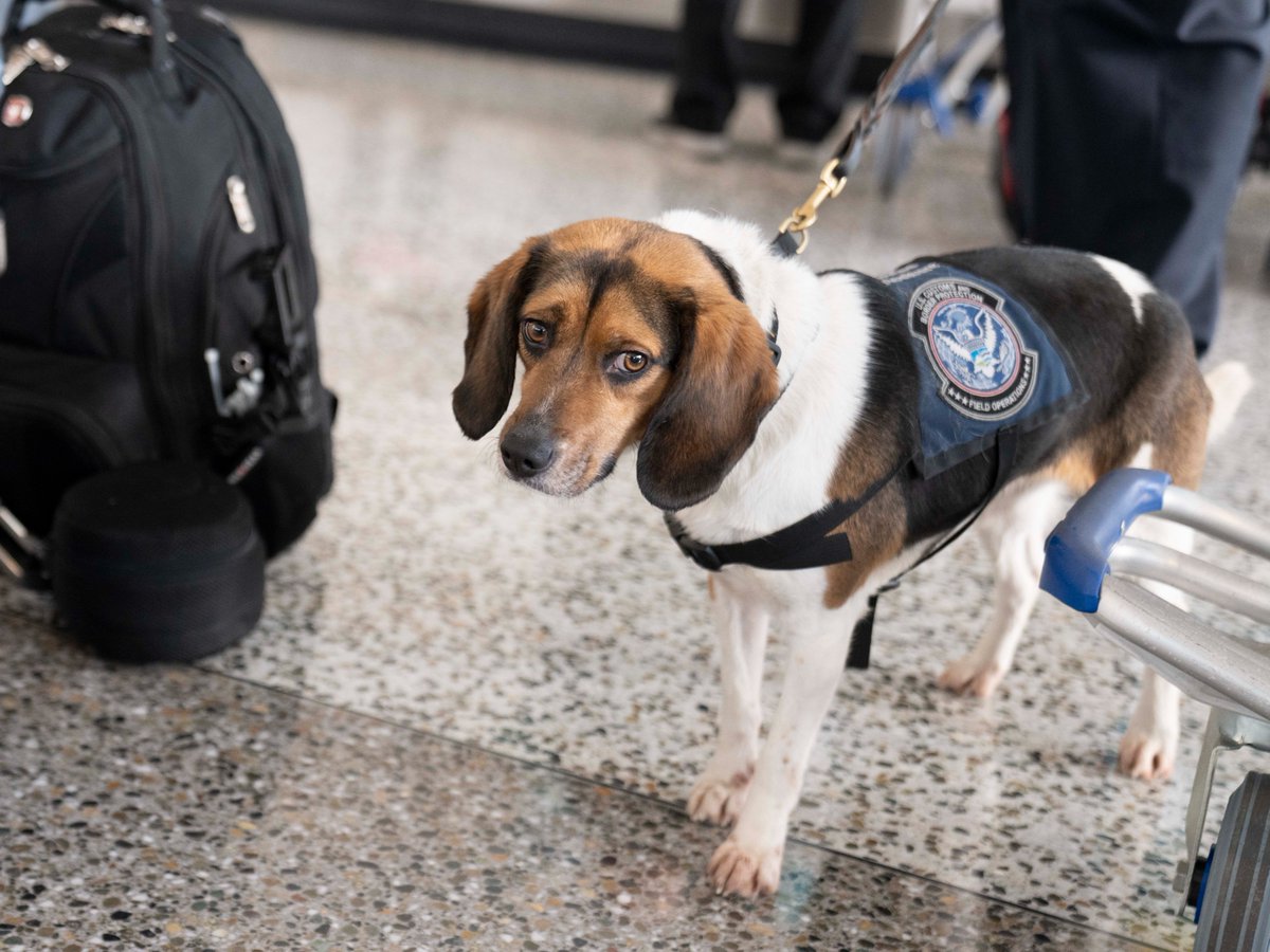 OFOEAC's tweet photo. @CBP is just mutts about our Beagle Brigade! 🐶

This amazing pup "KoKoe" protects our agriculture frontlines at Seattle-Tacoma International Airport and helps make our mission to intercept prohibited pests and disease pawsible! 🐾

#WeeklyWoofs
#WorkingDogWednesday https://t.co/sSRKSxEjAf
