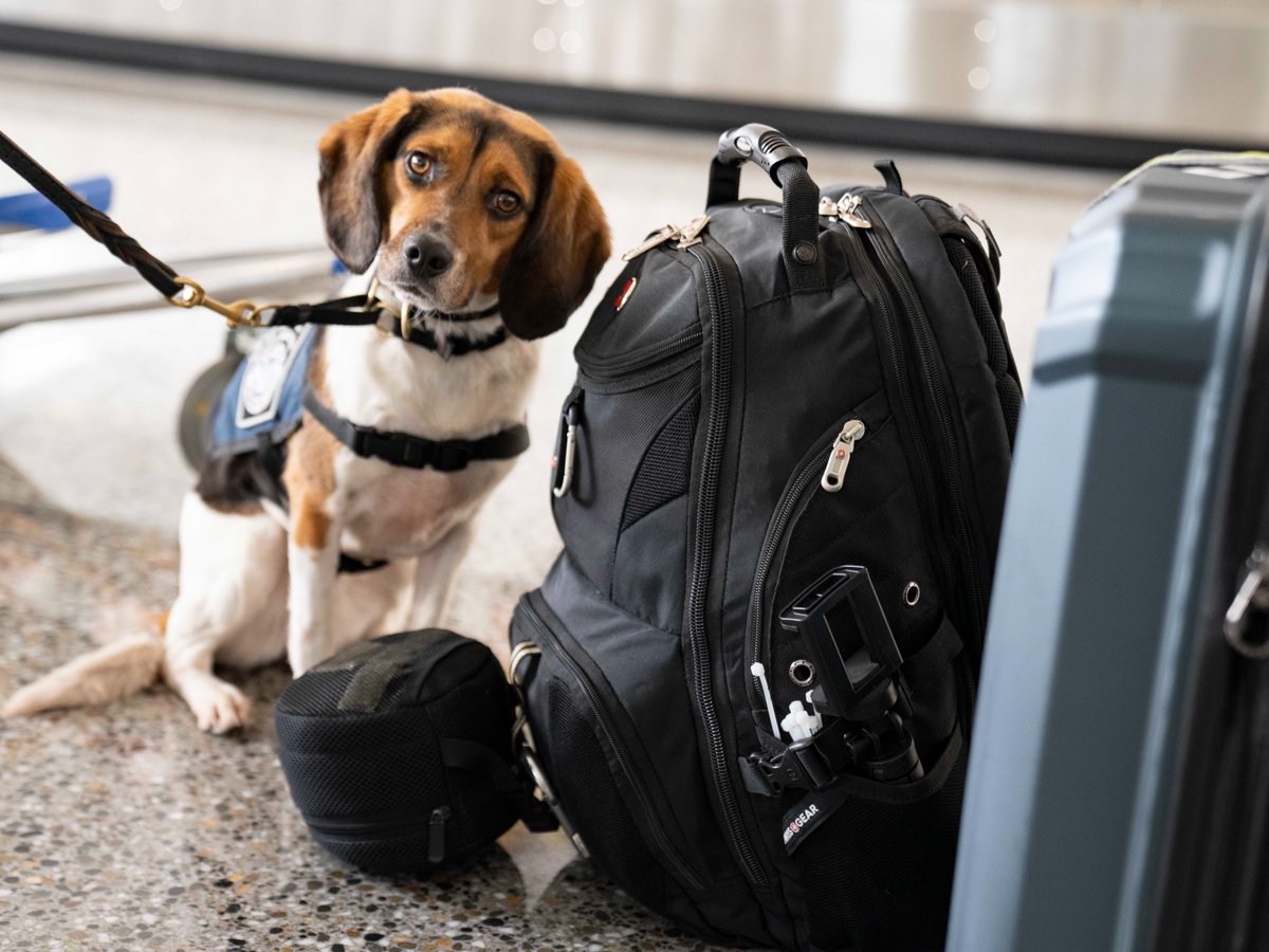 OFOEAC's tweet photo. @CBP is just mutts about our Beagle Brigade! 🐶

This amazing pup "KoKoe" protects our agriculture frontlines at Seattle-Tacoma International Airport and helps make our mission to intercept prohibited pests and disease pawsible! 🐾

#WeeklyWoofs
#WorkingDogWednesday https://t.co/sSRKSxEjAf