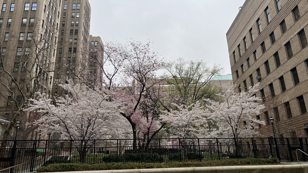 That’s not snow on those branches…..Spring is here at <a href="/nyphospital/">NewYork-Presbyterian</a> !