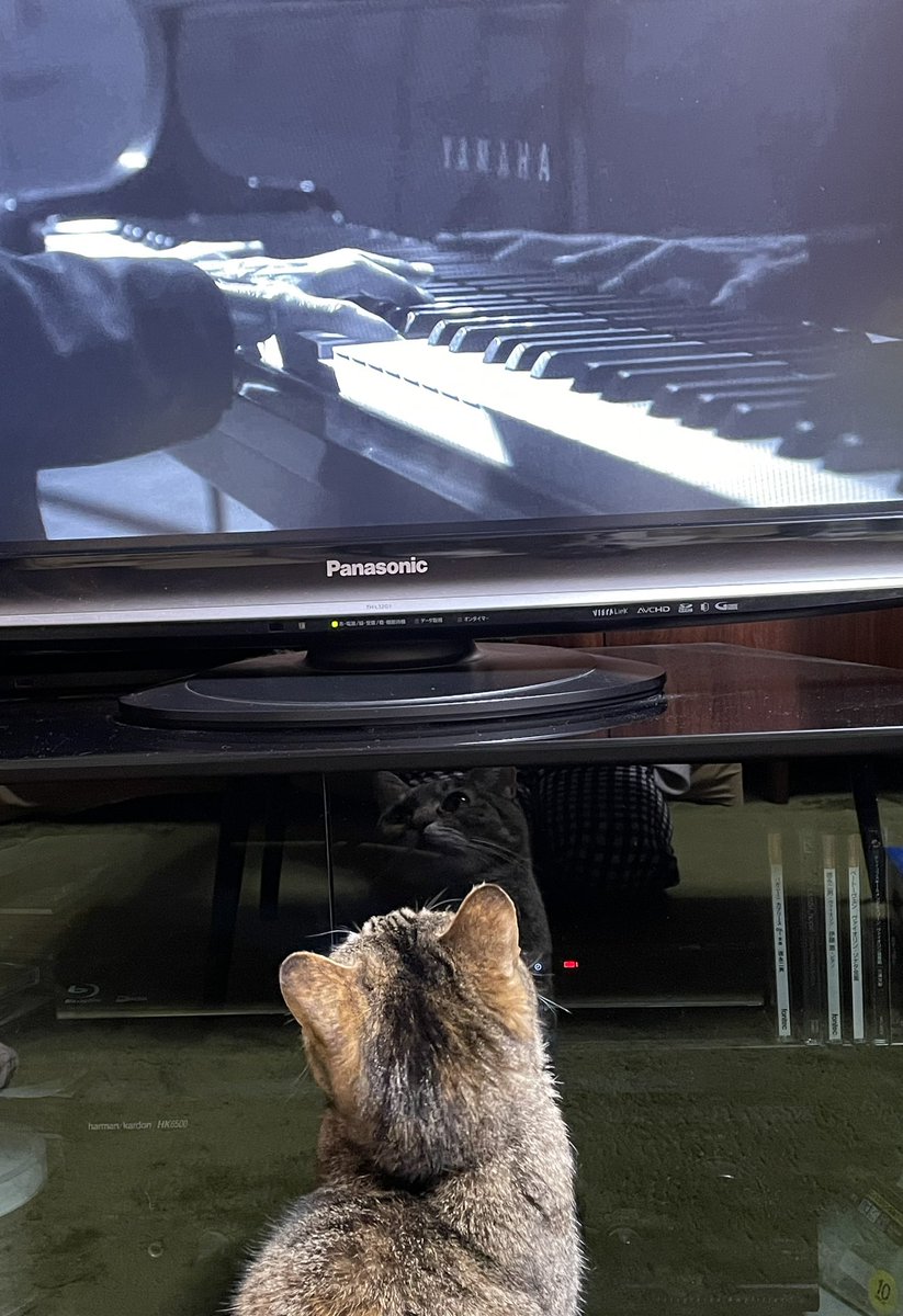 rin22choco's tweet photo. #こんばんは 🌙
#NHKMUSICSPECIAL 
#RyuichiSakamoto  を見る #ねこ
#坂本龍一   #心に染みる
 #猫 #猫 #猫好き #猫部 #猫のいる暮らし https://t.co/lN4ECrYMia