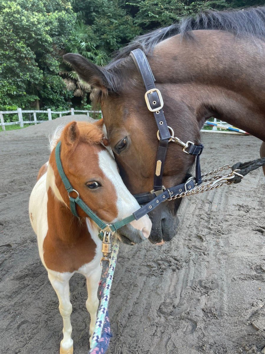 gwc_uma's tweet image. 明日も体験乗馬、厩舎見学行っています！
厩舎見学は11:00〜、体験乗馬は12:00〜16:00に馬場にて受け付けています🐴
目白キャンパス内に部員もおりますので、馬場までの行き方がわからない場合はぜひお気軽に部員にお声がけくださいね☺️

#春から学女　#春からgwc