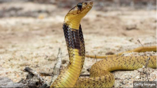 South African Pilot Faces 'Snakes On A Plane' Moment With Cobra In Cockpit