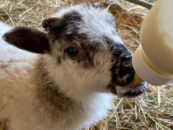 Visit East of England tweet media