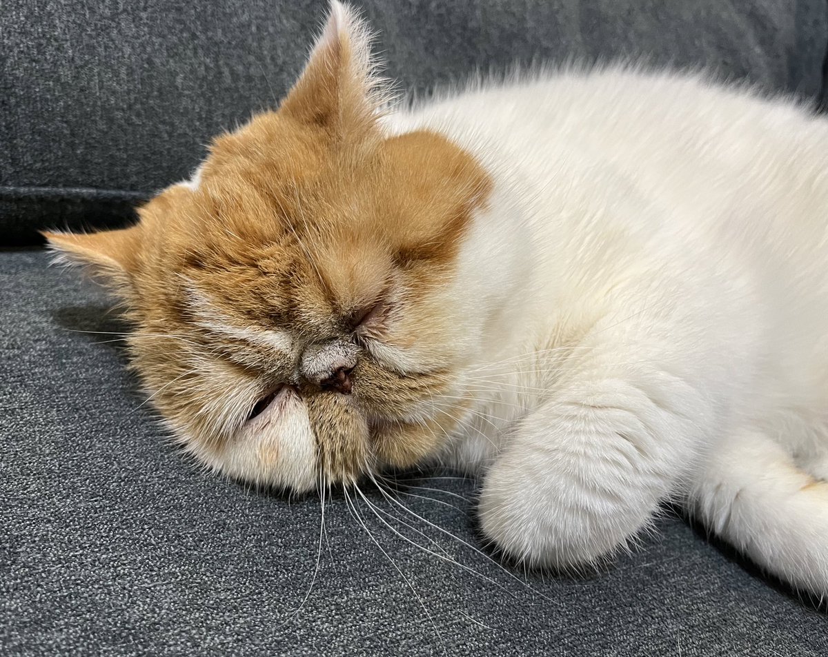 dj_chachamaru's tweet photo. 婆さんや...飯はまだかいのぅ...？
#猫
#エキゾチックショートヘア https://t.co/gxvwmd6i7x