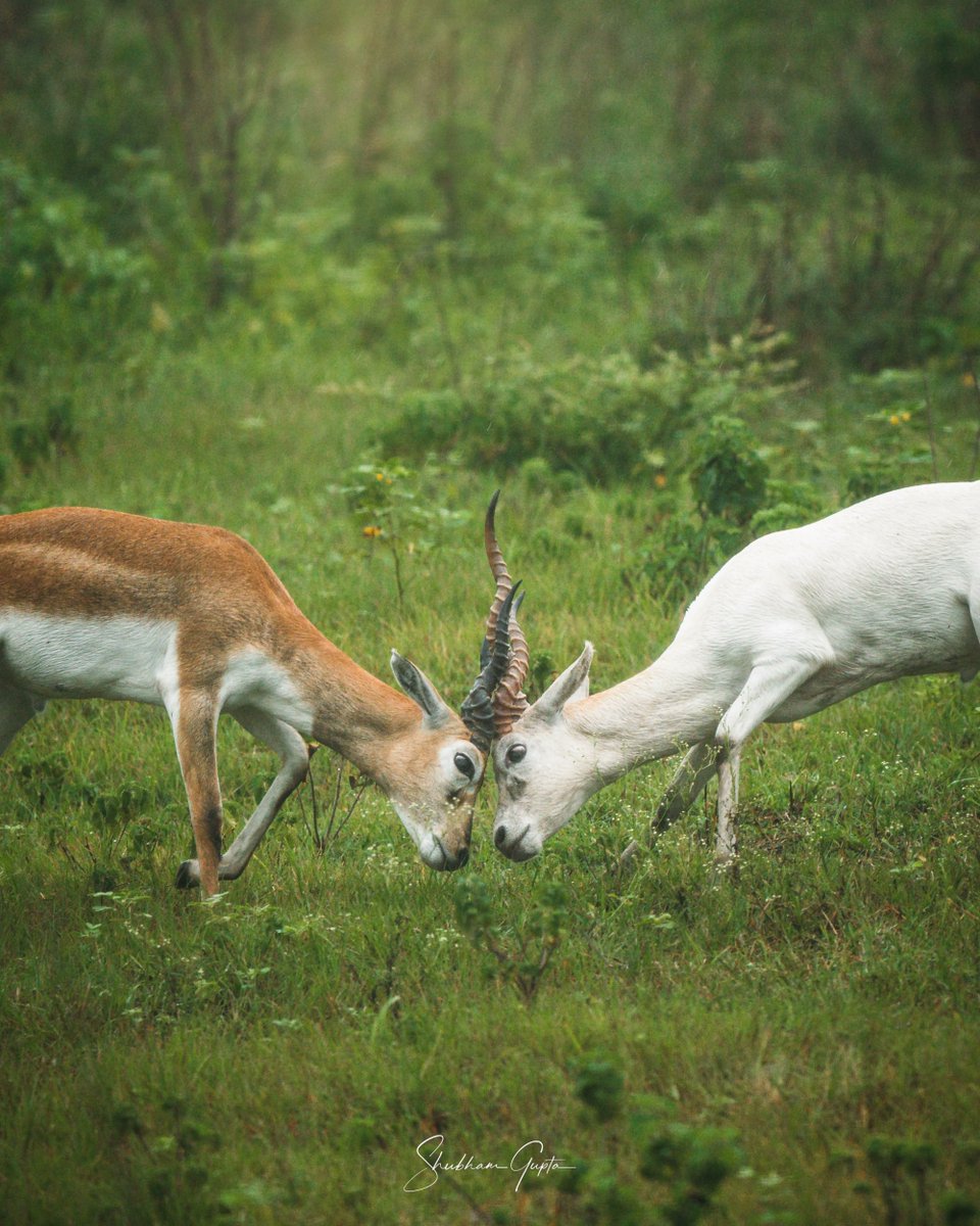 The ultimate showdown: Black bucks in fierce combat 

#wildlifephotos #intothewild #junglesafari  #wildlifephotography #wildlifephotographer #wildlifeart #natgeoyourshot #bbcearth #wildplanet #NiFFeature #incredibleindia #natgeoindia  #featuredwildlife