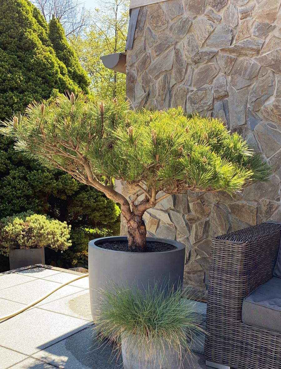 PinarelluPinien's tweet photo. Suchst du einen Blickfang für deine Terrasse, Garten oder Balkon? Hol dir jetzt eine wunderschöne Pinarellu Pinie.🌿
#topfpflanzen #pinien #garten #Frühling #baumschule #mediterran #köln #pflanzen #Bitcoin #Terrasse #nachhaltigkeit #gartendeko #gartenwelt #meinschönergarten https://t.co/8YOI5uLHE9