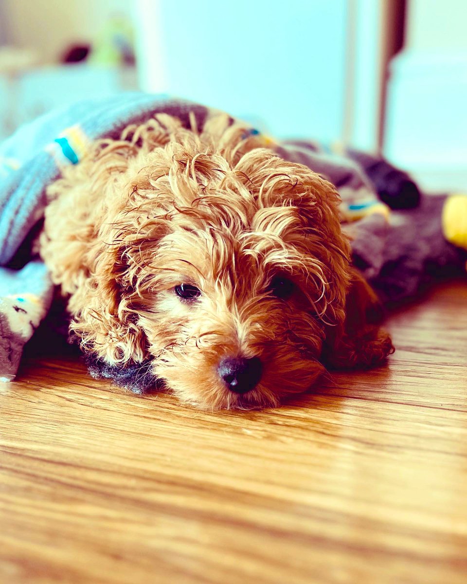 We’ve had a bit of an unintentional break from lifestyle/Twitter - moving house and settling in has distracted us somewhat. Oh and this little dude! I’ve missed 30 days of lingerie, can I do 30 days of puppy instead! 🖤🖤🖤