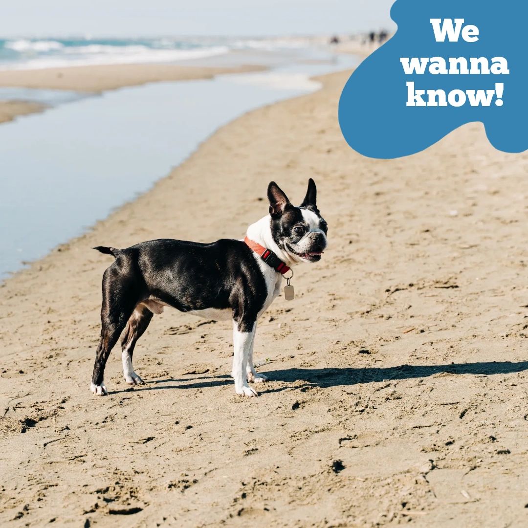 melmodco's tweet image. Everything is way more fun with your furry friend by your side! What's your favorite thing to do with your pet? Comment below or share a photo